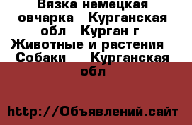 Вязка немецкая овчарка - Курганская обл., Курган г. Животные и растения » Собаки   . Курганская обл.